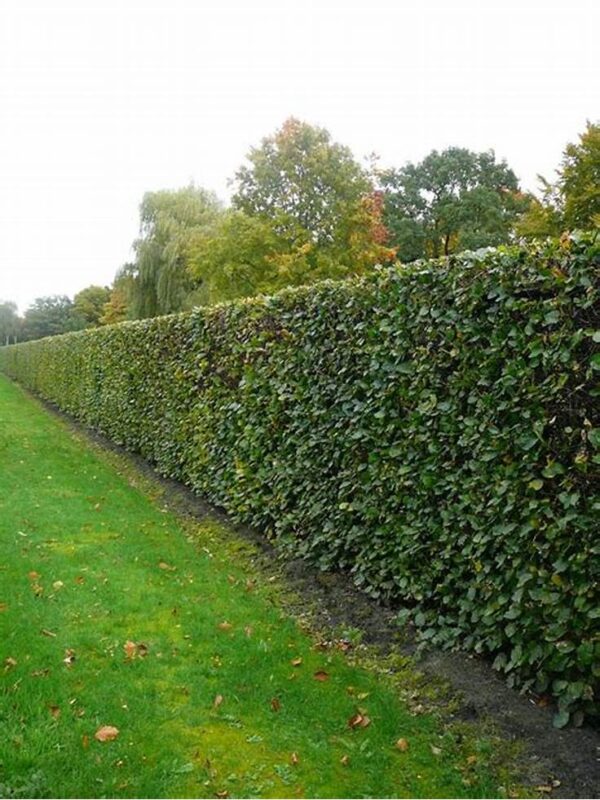 Kraftig bøgehæk (FAGUS SYLVATICA) 50-80cm