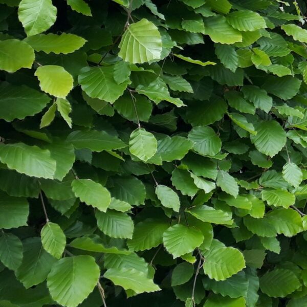 Kraftig bøgehæk (FAGUS SYLVATICA) 50-80cm - Image 2